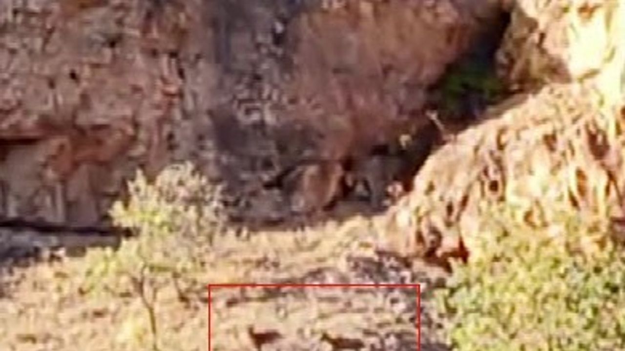 Malatya'da Yaban Keçisi Sürüleri Görüntülendi