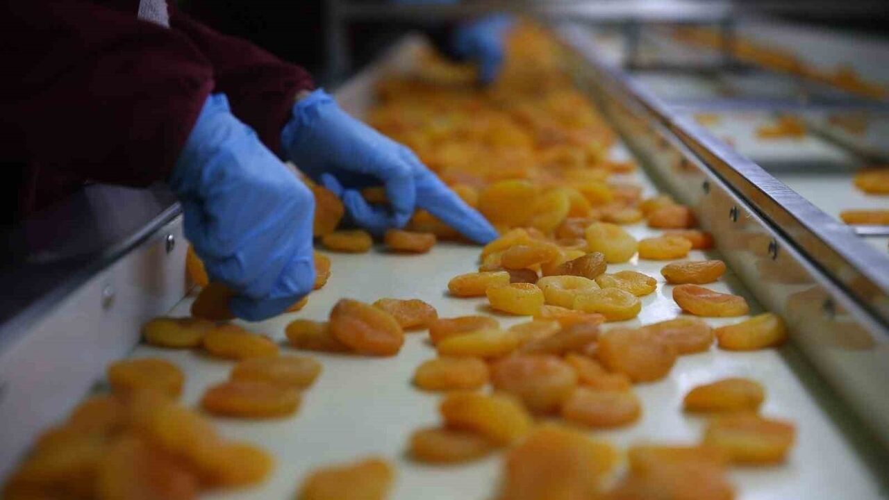 Malatya Kayısısında Hedef 300 Milyon Dolar Gelir