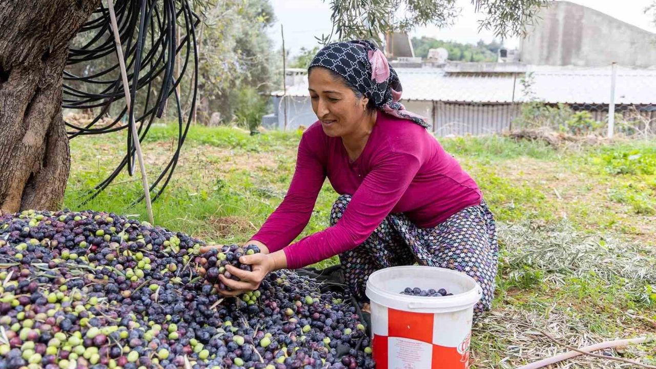 Manavgat Zeytin ve Zeytinyağı Festivali 2. Kez Kutlanacak
