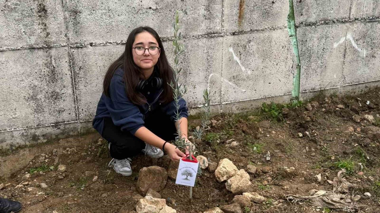 Manisa'da 60 Zeytin Fidanı Toprakla Buluştu