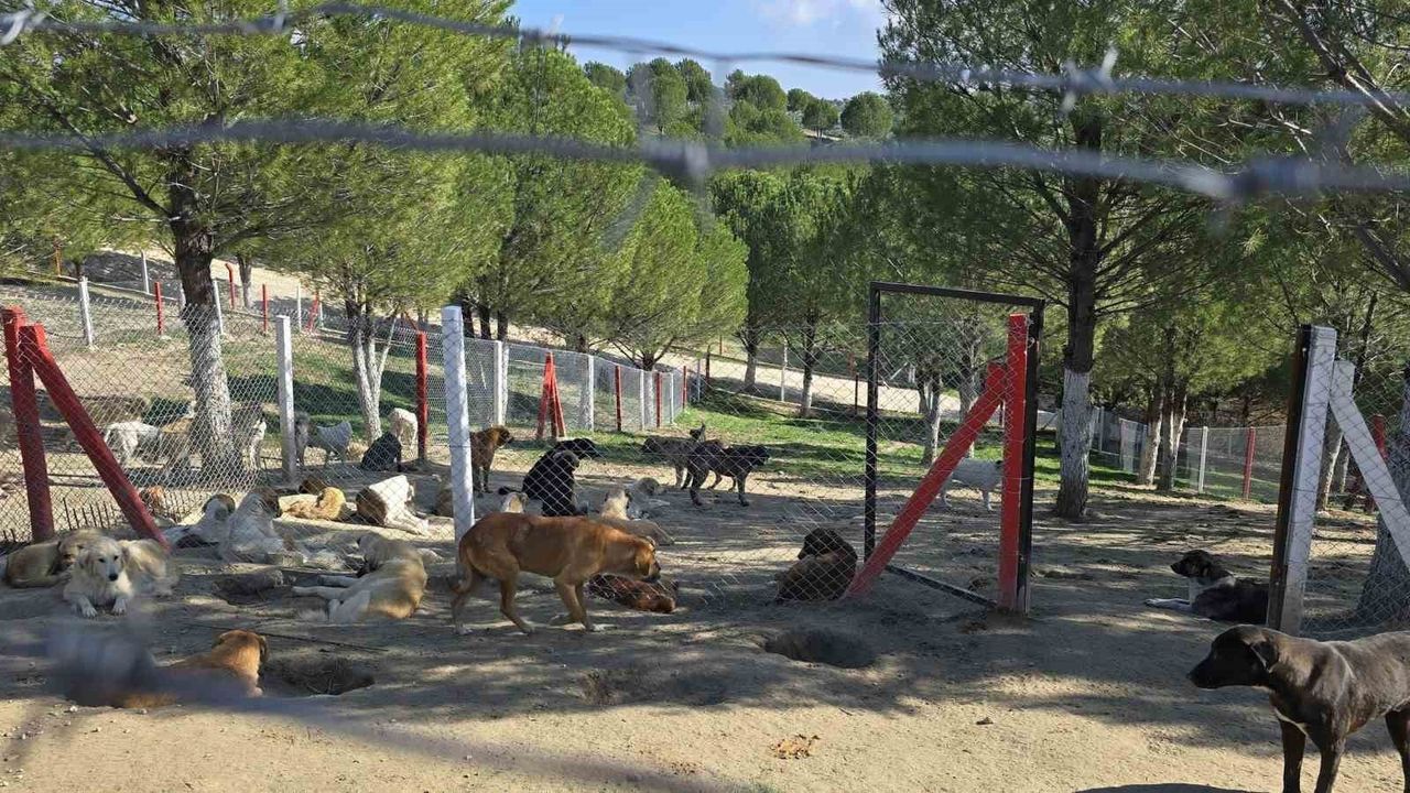 Manisa'da Sahipsiz Köpekler İçin Barınma Çalışmaları