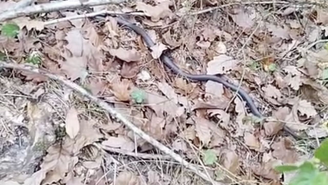 Mantar Toplarken Yılanla Karşılaşma Deneyimi