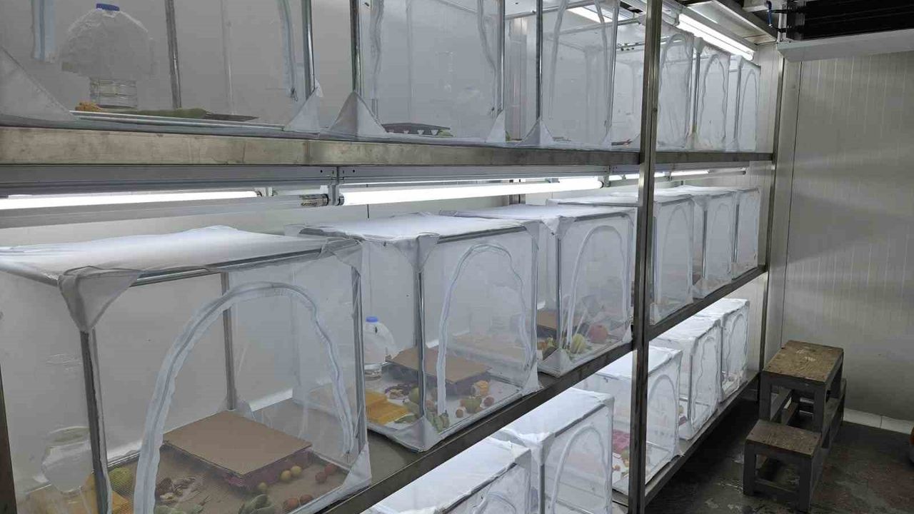 Marmara Bölgesi'nde Kahverengi Kokarca Tehdidi