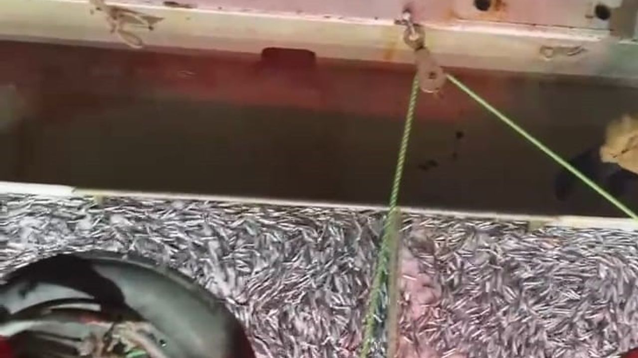 Marmara Denizi'nde Bereketli Av