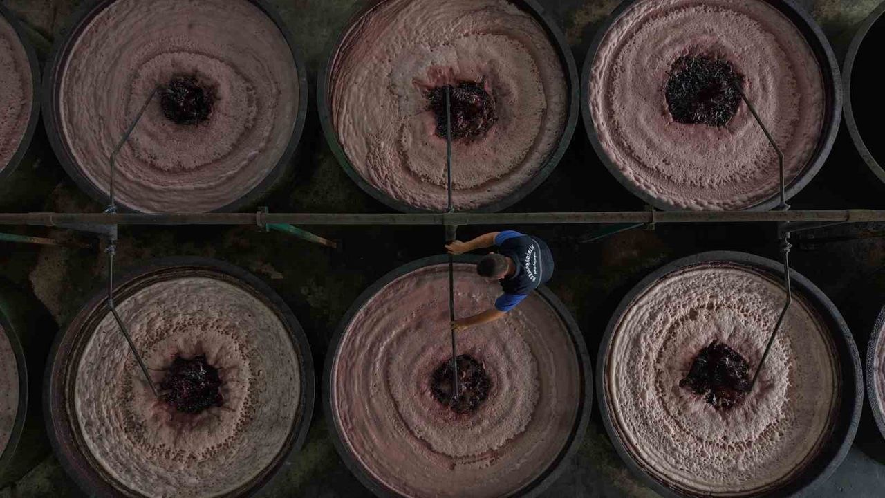 Marmarabirlik Zeytin Hasadında Hedef: 70 Bin Ton Alım ve 50 Milyon Dolar İhracat