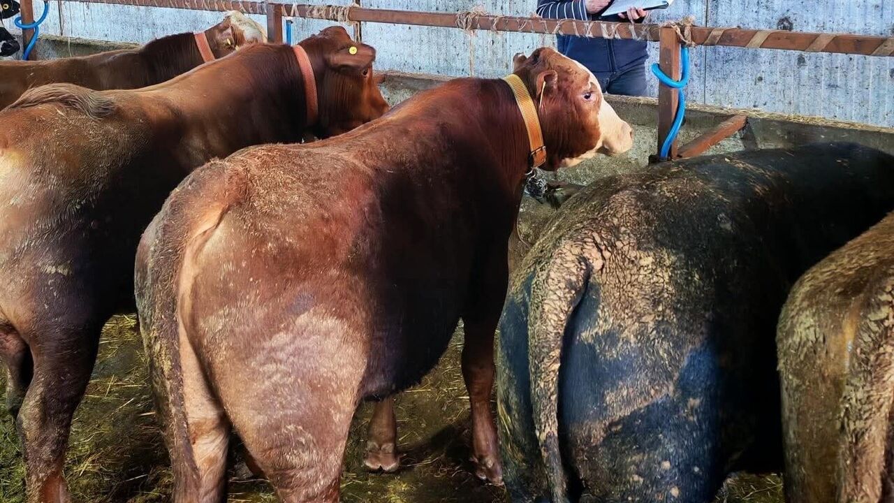 Marmaraereğlisi'nde Büyükbaş Hayvanlara Aşı ve Sağlık Taraması Uygulandı