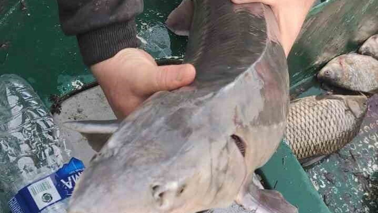 Mersin Balığı Koruma Altında