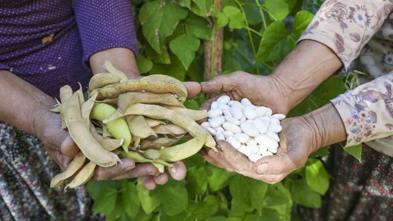 Mersin'de Atalık Tohumlar Gelecek Nesillere Aktarılıyor