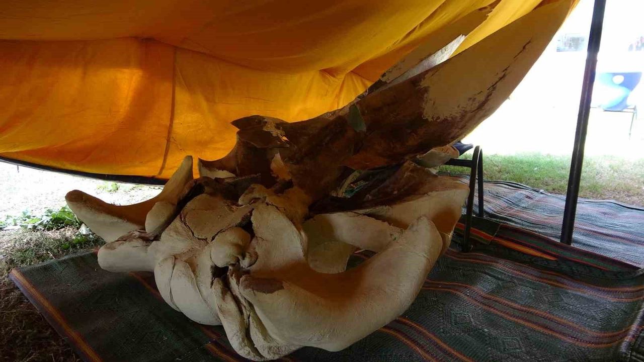 Mersin'de Fin Balinası Kemikleri Yeniden Birleştiriliyor