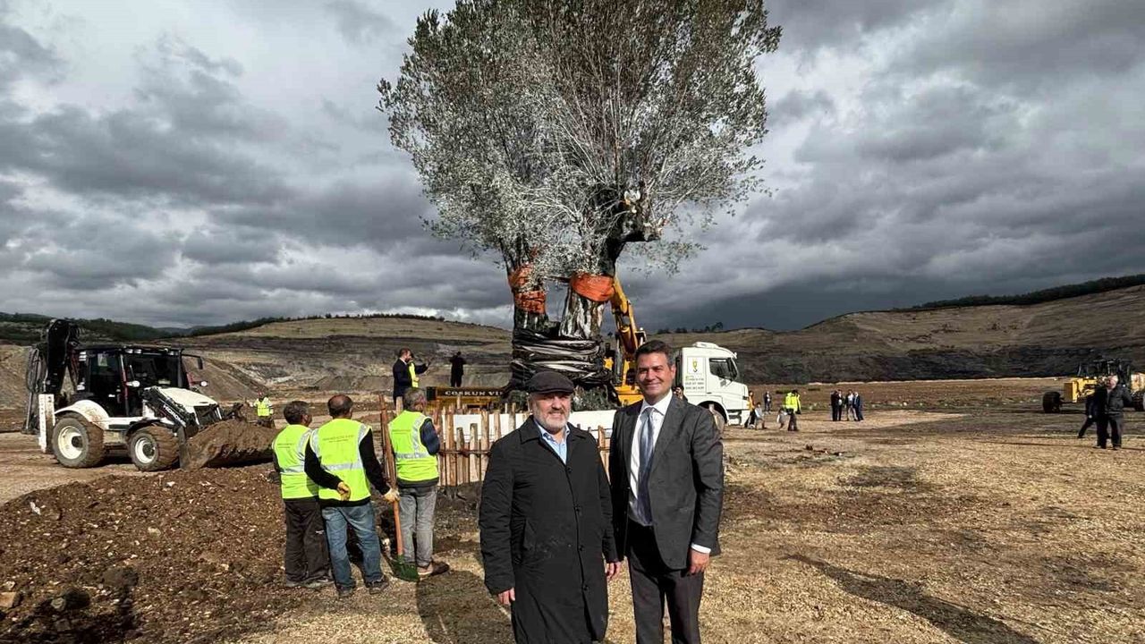Milas'ta 3 Asırlık Zeytin Ağacının Taşınması Törenle Gerçekleştirildi