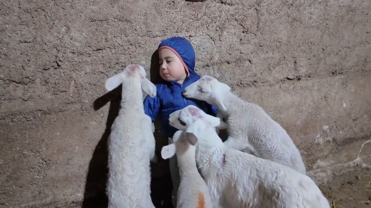 Minik Yusuf'un Kuzularla Eğlenceli Anları