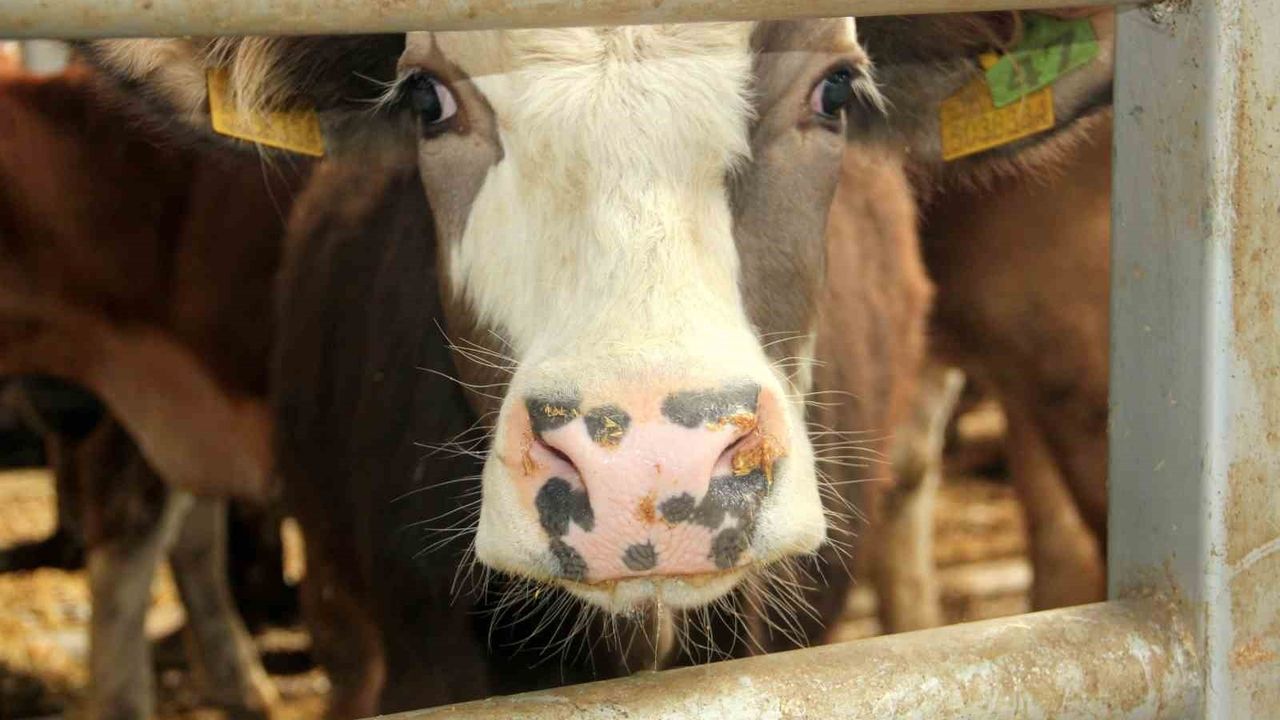 Mudurnu'da Şap Hastalığı Nedeniyle 18 Köy ve 4 Mahalle Karantinaya Alındı