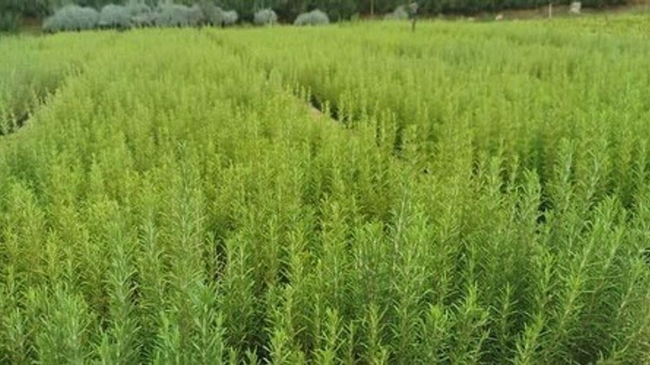 Muğla'da Atıl Araziler Biberiye İle Yeniden Hayat Buluyor