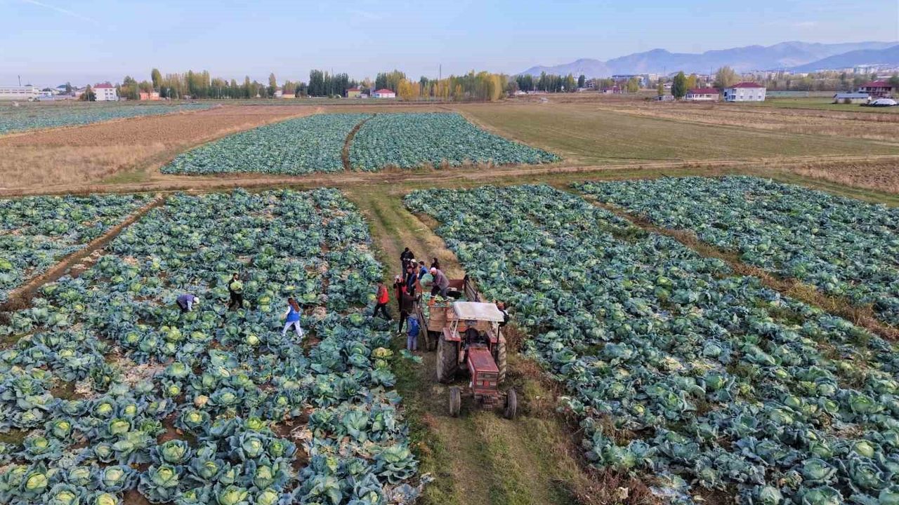 Muş Ovası'nda Gönüllü Gençler Çiftçilere Destek Oluyor