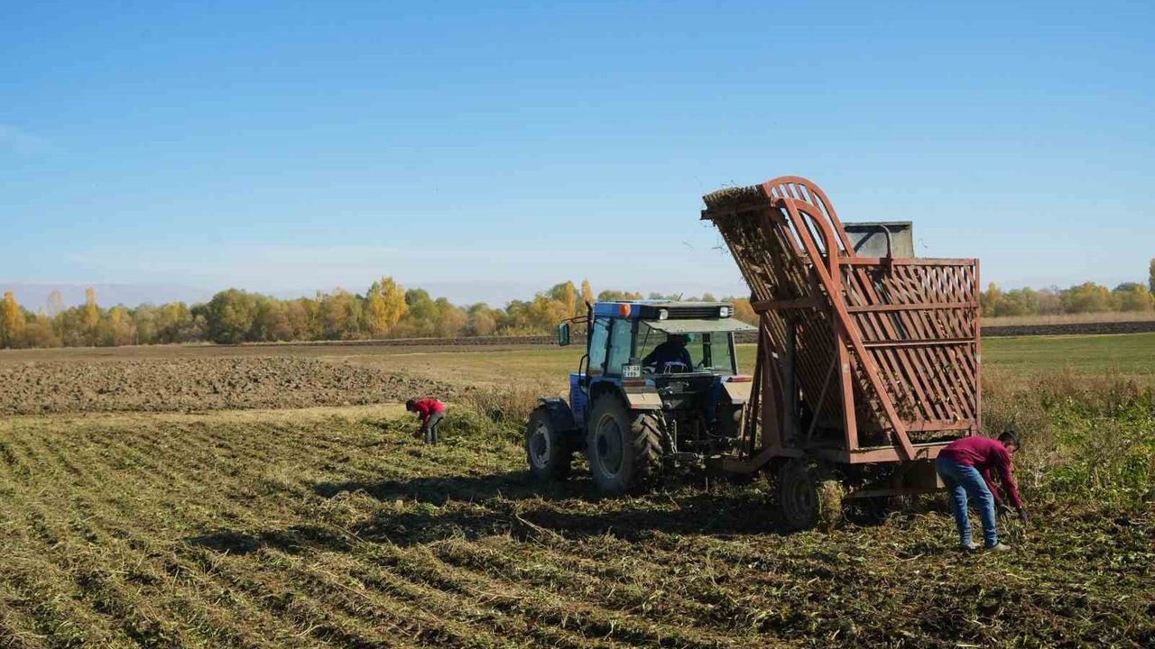 Muş Ovası'nda Şeker Pancarı Hasadı Devam Ediyor