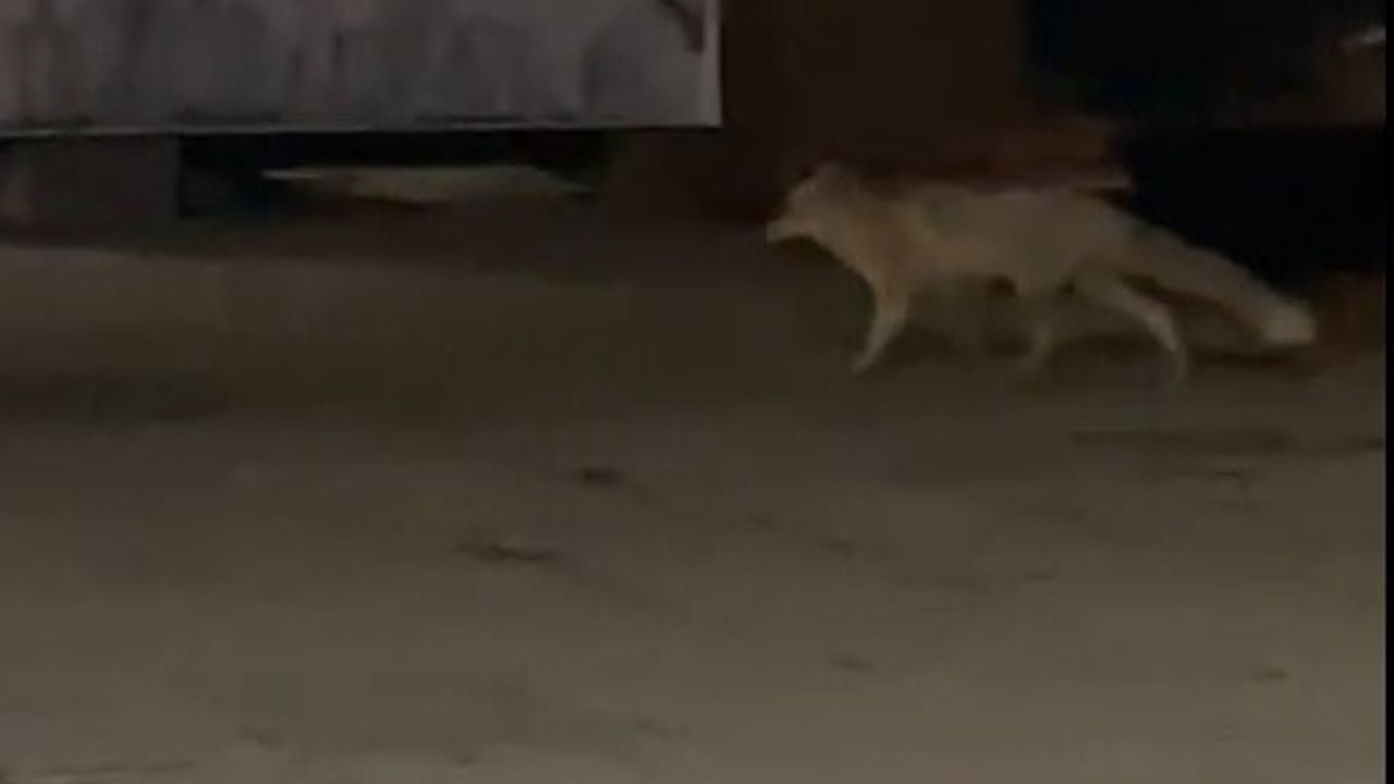 Muş'ta Gece Yemeği Peşindeki Tilki