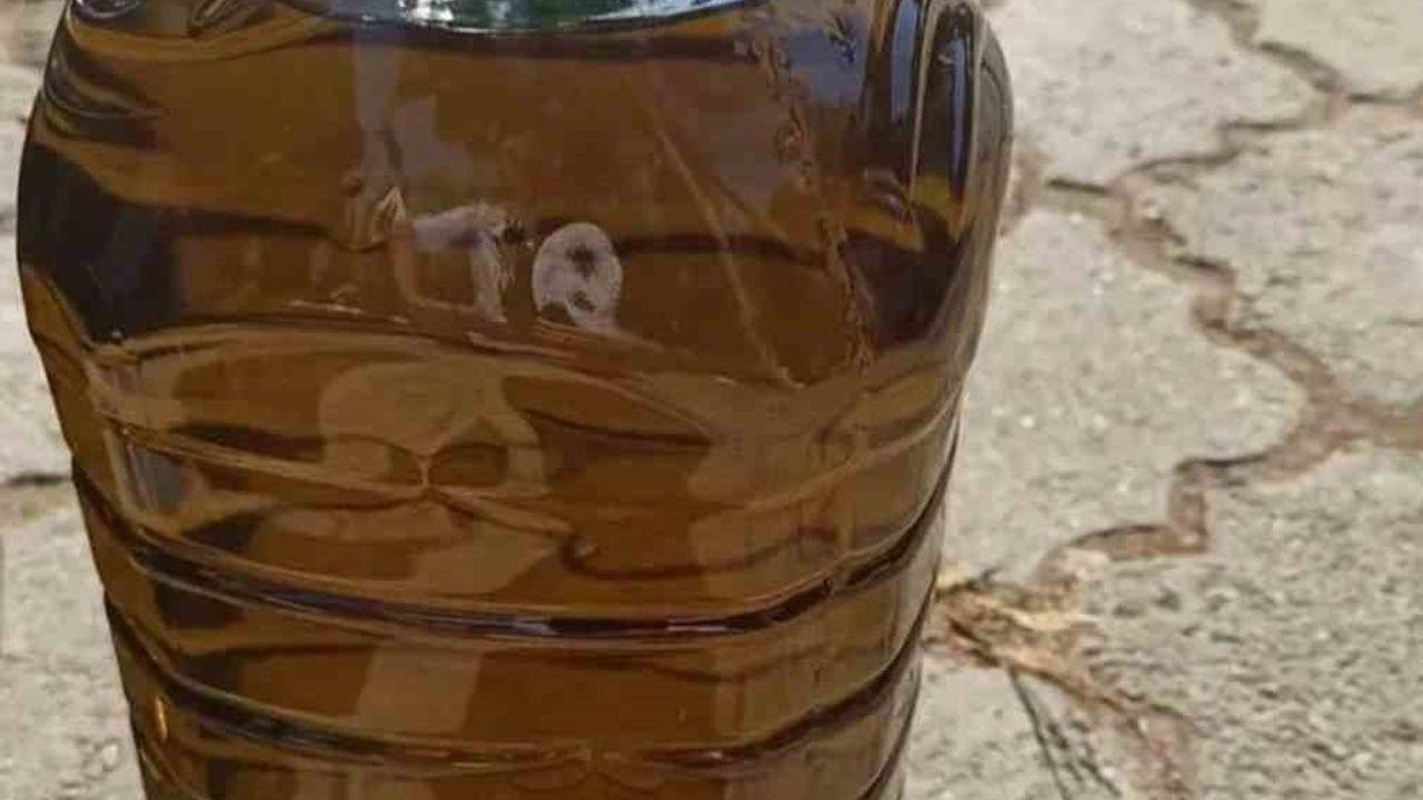 Mut İlçesinde Zeytin Hasadı 120 Bin Ton Bekleniyor