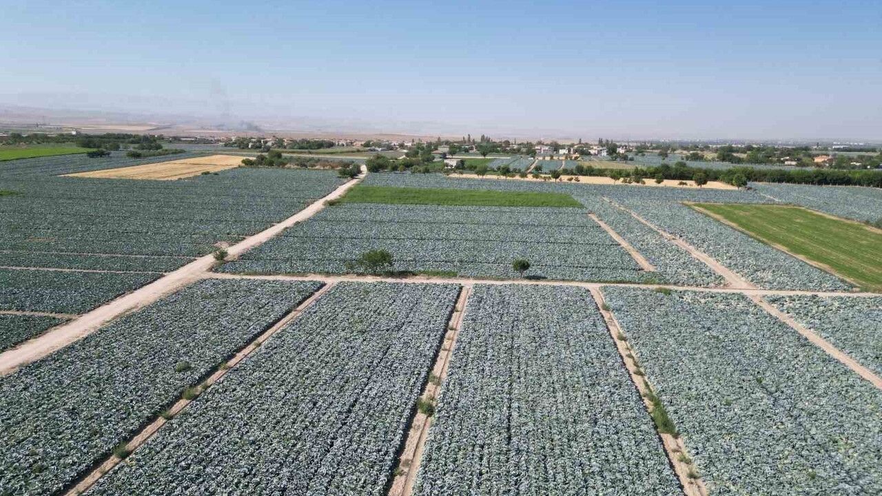 Niğde'de Lahana Tarlalarında Pestisit Denetimi