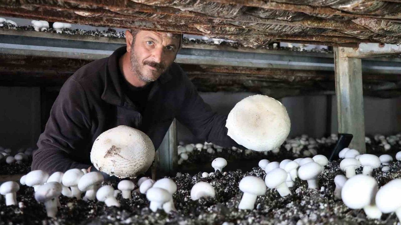 Oltu'da Yılın Son Mantar Hasadı