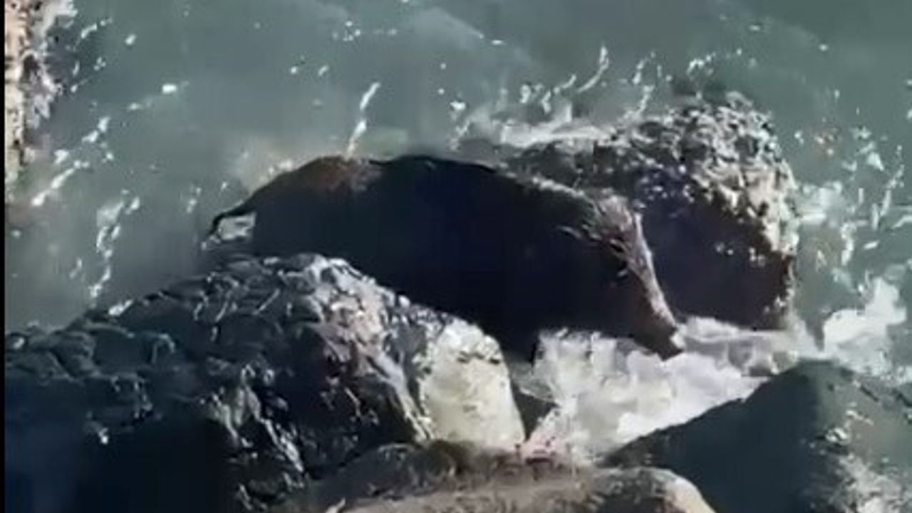 Ordu'da Yaban Domuzu Denize Girdi