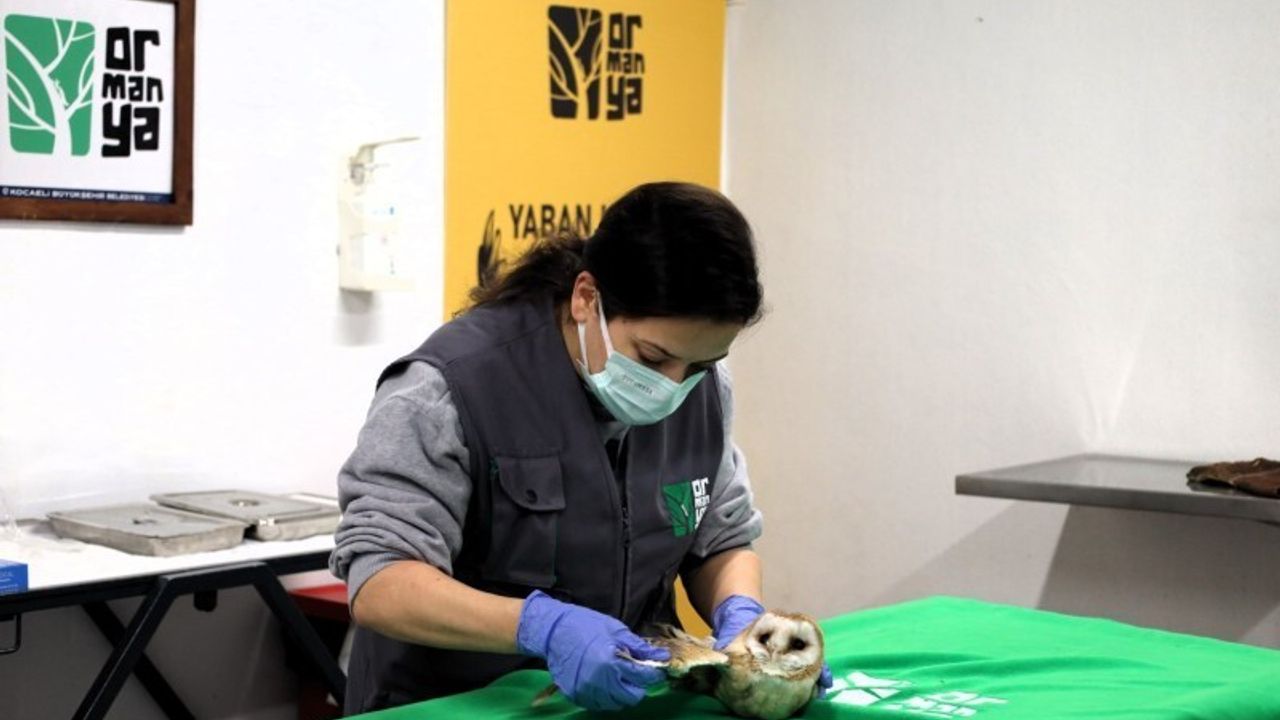 Ormanya: Yaban Hayatının Umudu