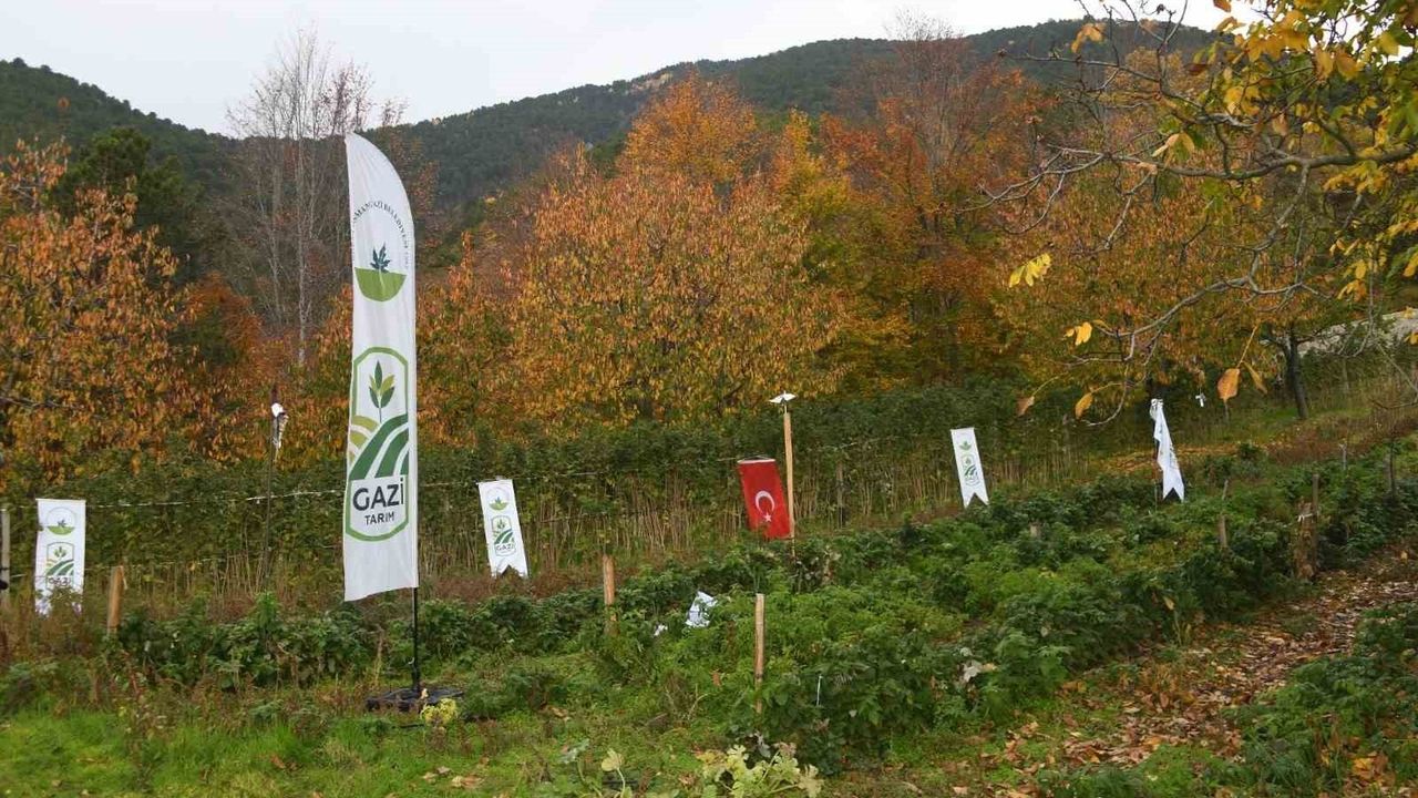 Osmangazi'de Organik Tarım Atılımı: Ahududu Hasadı Başladı