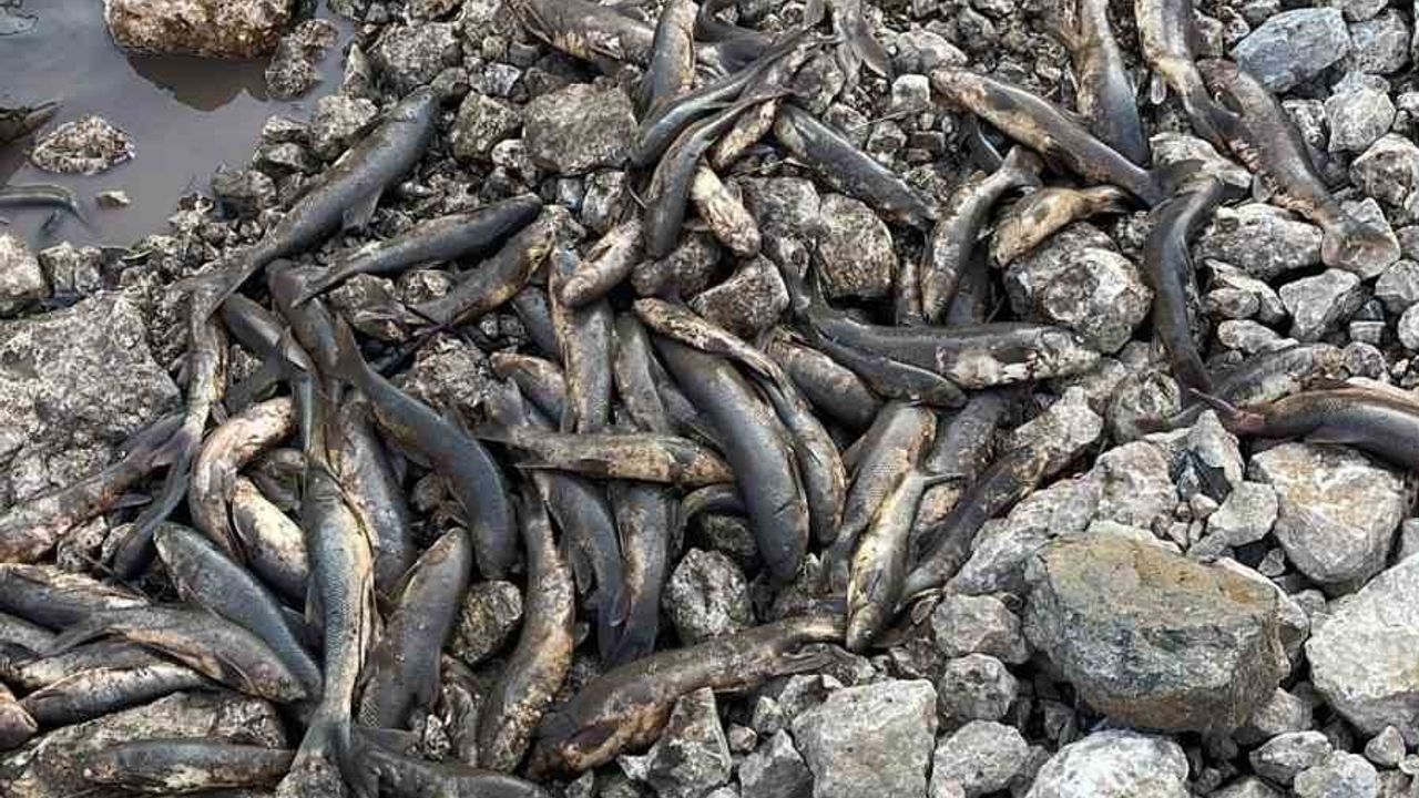 Osmaniye'de Baraj Açıldı, Balıklar Telef Oldu