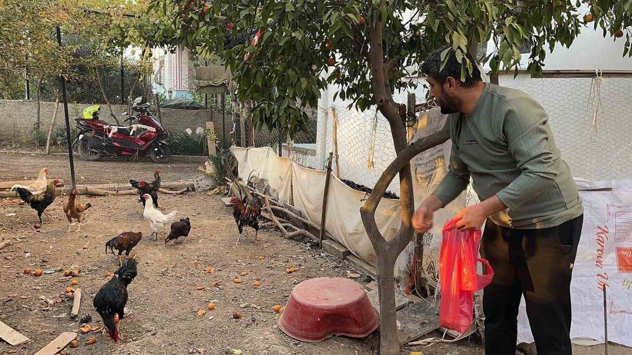 Osmaniye'de Mavi Yumurtlayan Tavuk Hırsızlığı
