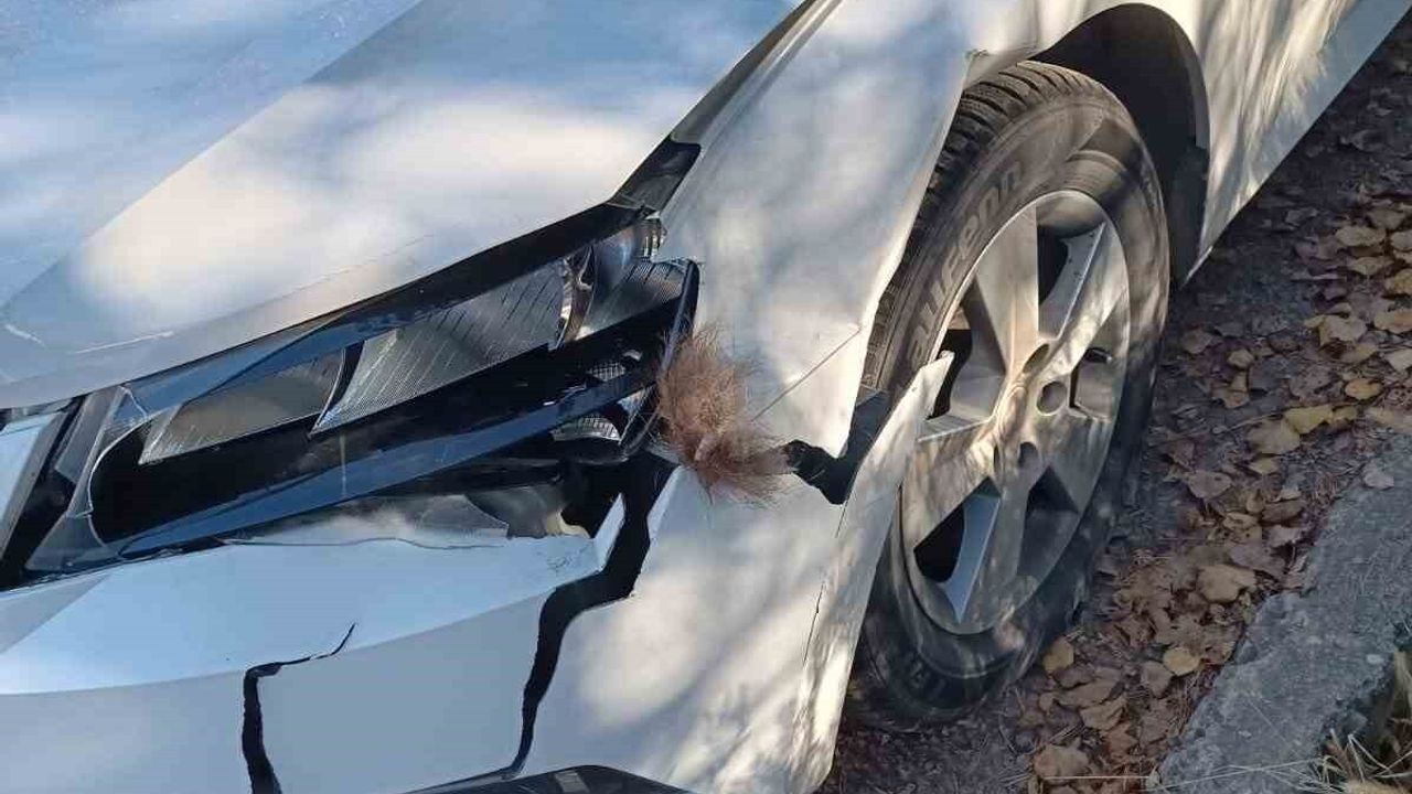 Otomobil Ayıya Çarptı: İspir'de Korku Dolu Anlar