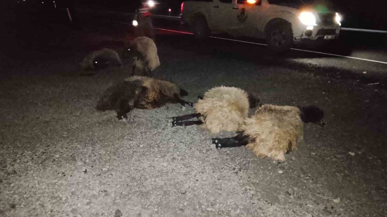 Otomobil Sürüye Çarptı: 8 Koyun Telef Oldu