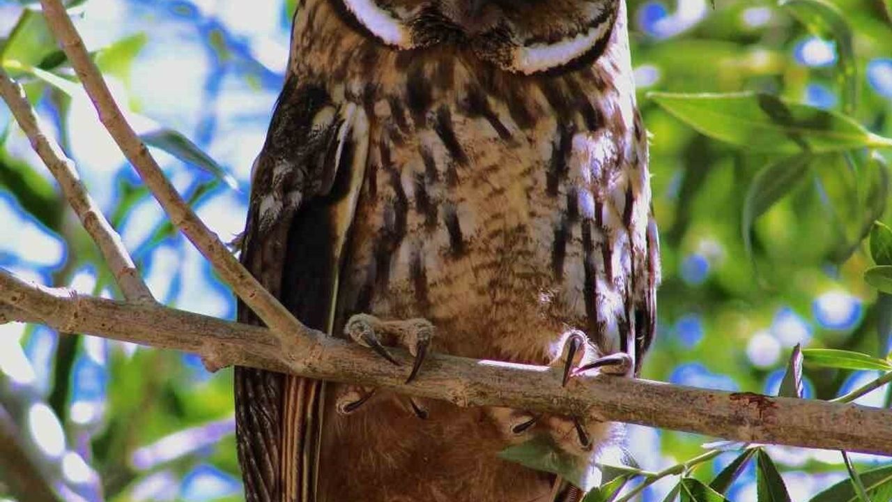 Özalp'te Nadir Görülen Kulaklı Orman Baykuşu Tespit Edildi