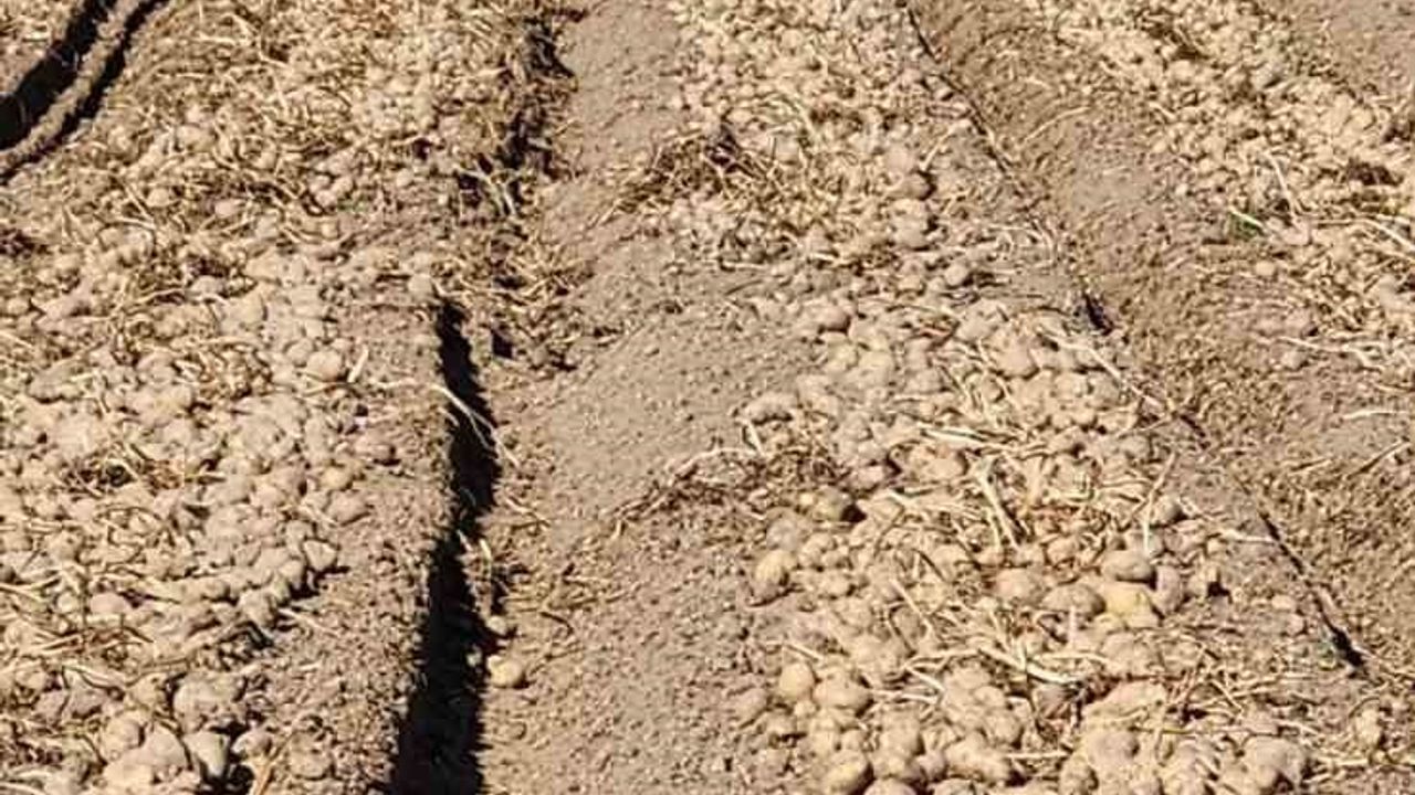 Patnos'ta Patates Hasadı Tamamlandı