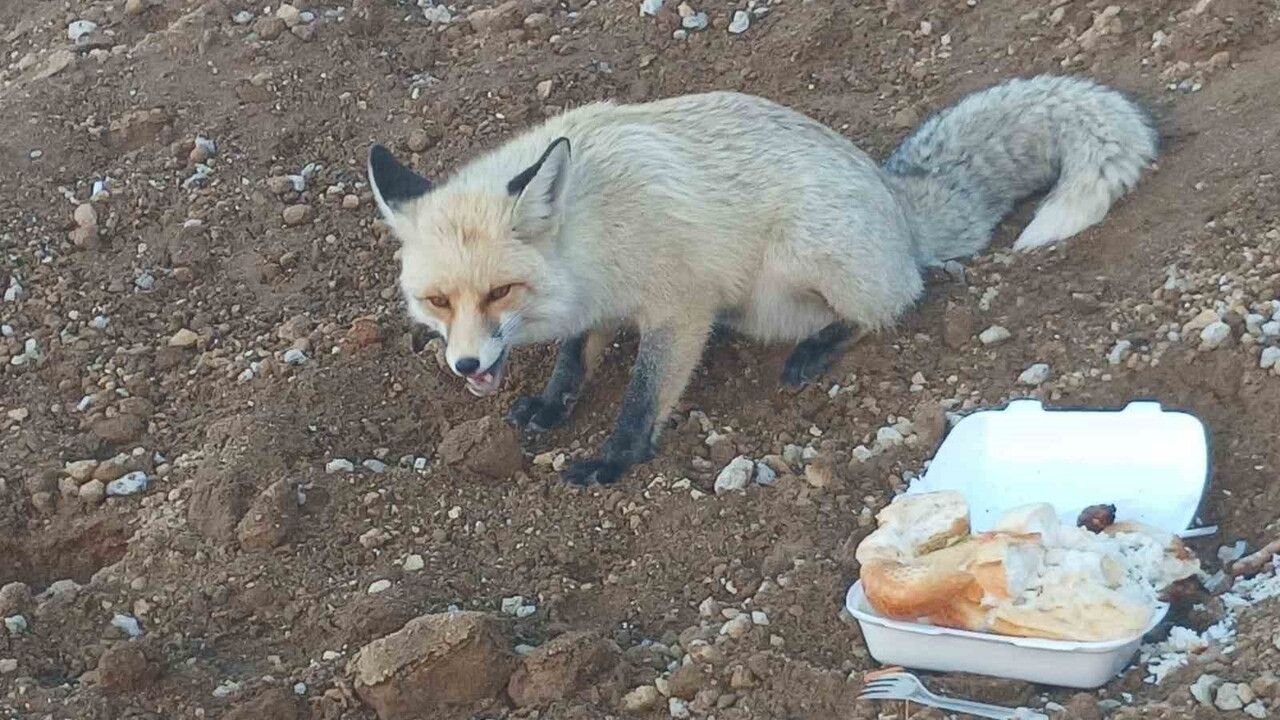 Pomza Ocağındaki Tilki: 3 Yıllık Sıra Dışı Dostluğun Hikayesi