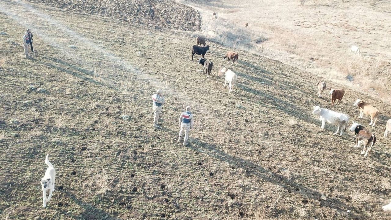 Refahiye’de Kaybolan Büyükbaş Hayvanlar Bulundu