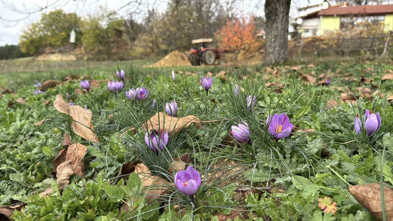Safranbolu’da Soğuk Hava Hasadı Uzattı