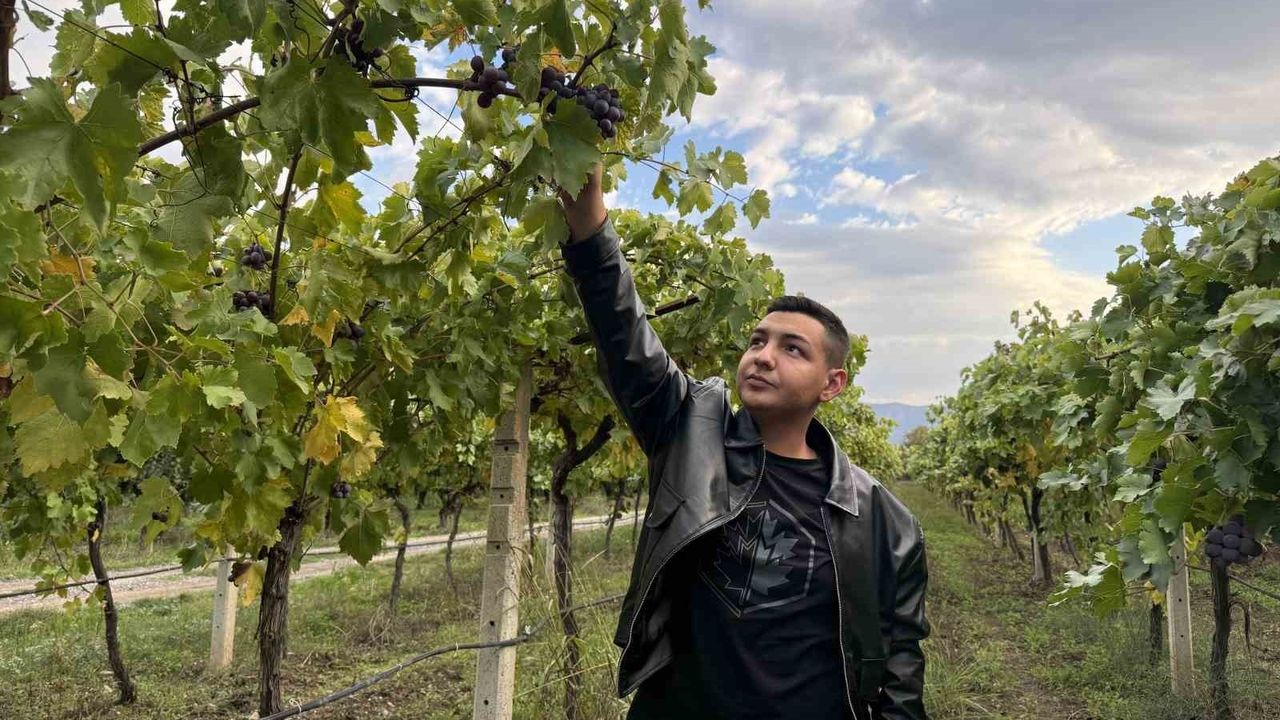 Sakarya'da Üzüm Hasadı Zirai Don Nedeniyle Yüzde 80 Azaldı