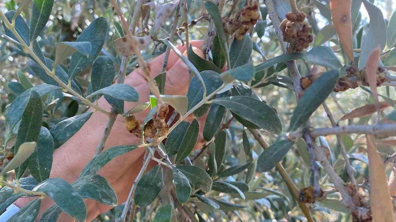 Salihli'de Üreticilere Zeytin Dal Kanseri Uyarısı