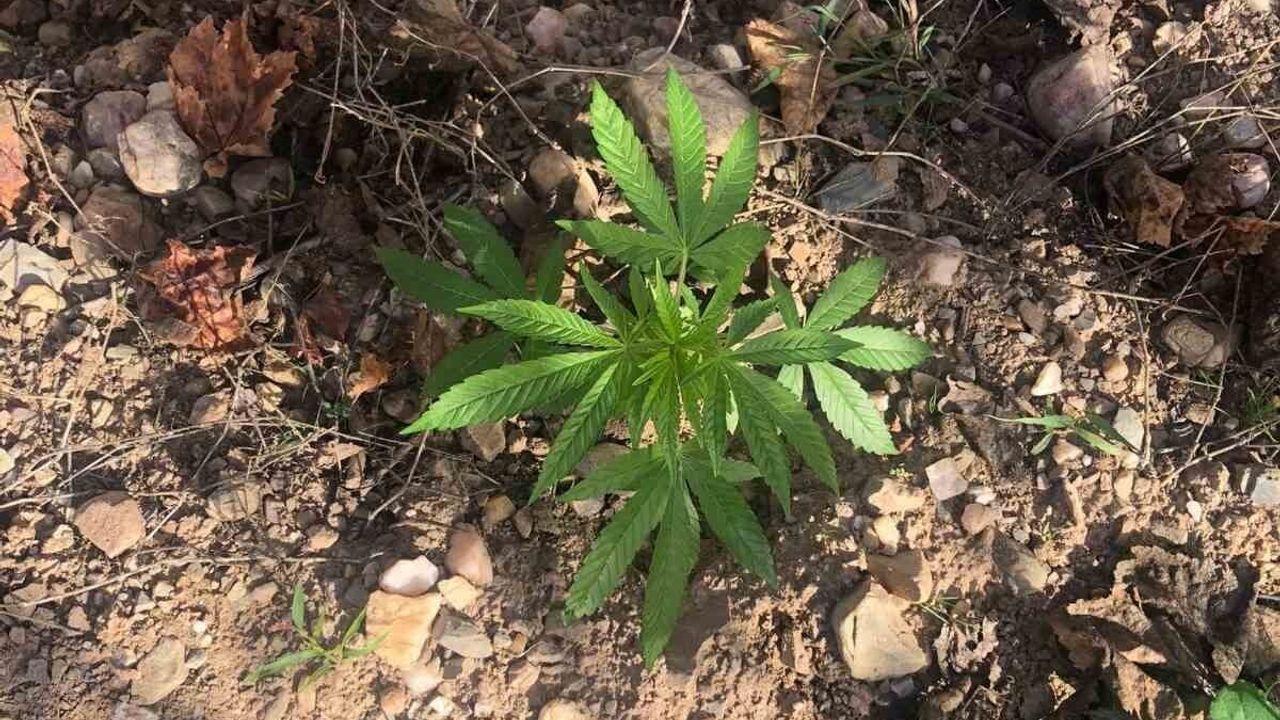 Salihli'de Üzüm Bağında Kenevir Ele Geçirildi