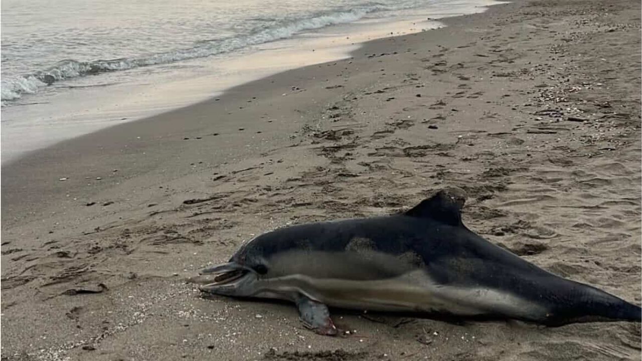 Samsun Atakum Sahilinde Ölü Yunus Bulundu