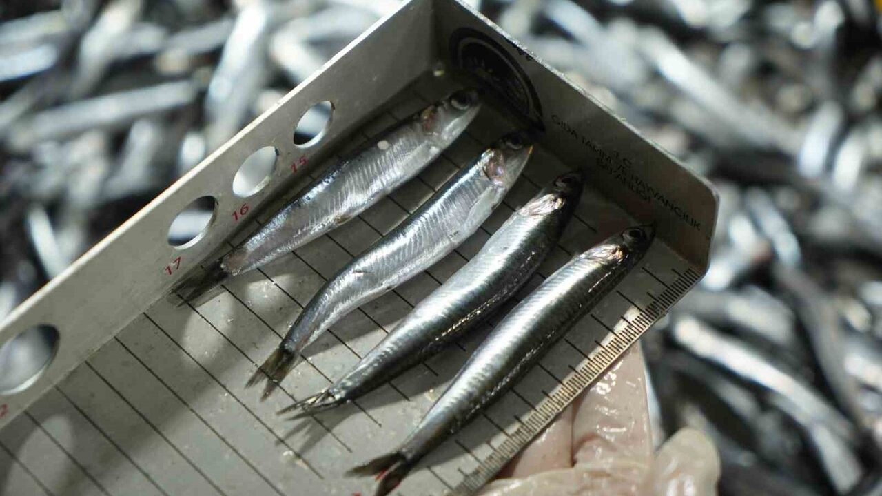 Samsun'da Balık Denetimlerinden 109 Kişiye Cezai İşlem