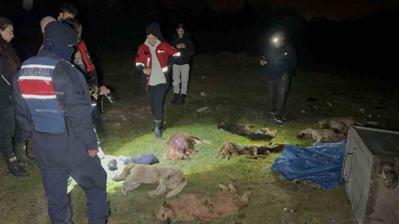 Samsun'da Çöp Konteynerinde Telef Olmuş 9 Köpek Bulundu