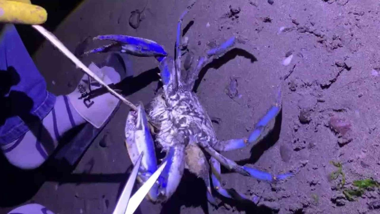 Samsun Kıyısında Nadir Bir Görüntü: Mavi Yengeç