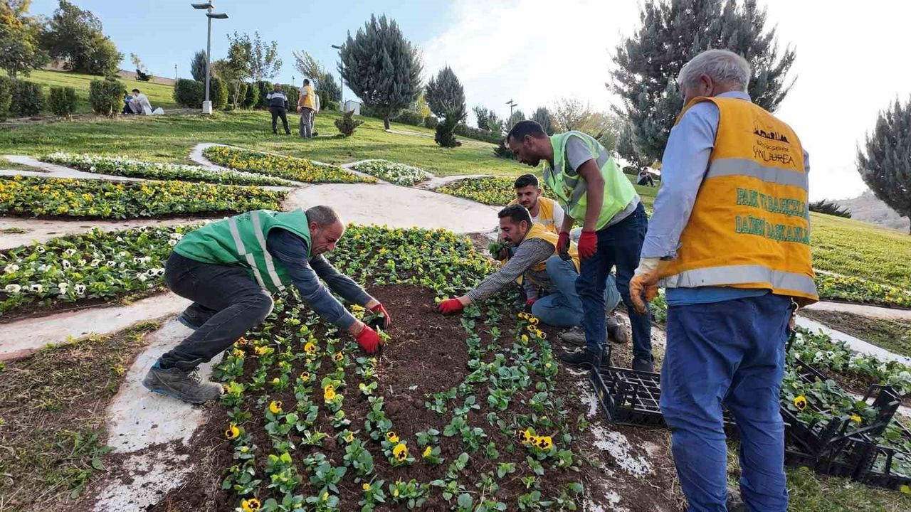 Şanlıurfa'da 400 Bin Çiçek Üretimi Başladı