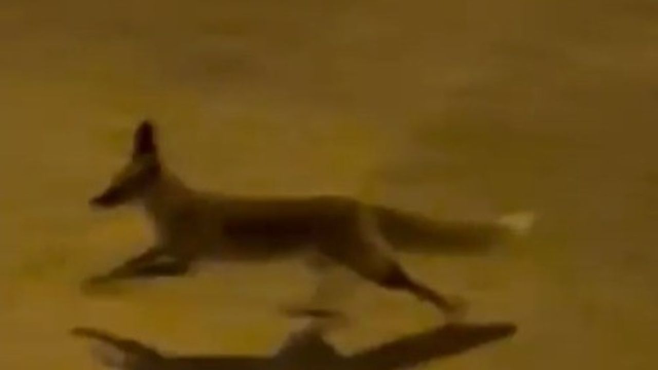 Şanlıurfa'da Şehir Merkezinde Görülen Tilki