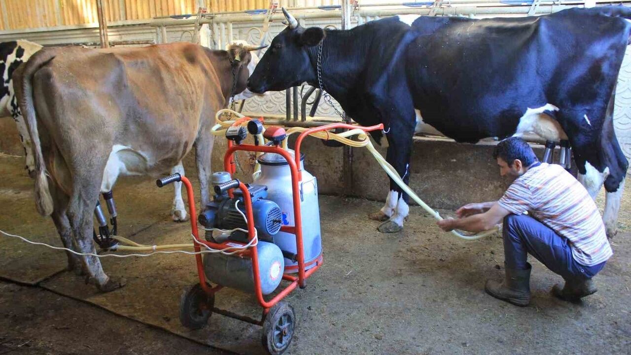 Şap Hastalığı Hayvancılığı Tehdit Ediyor: Kayıplar Yüzde 30'a Ulaşıyor