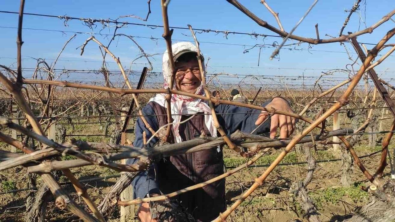 Sarıgöl'de Bağ Budama İşçileri İçin Yeni Ücret Belirlendi