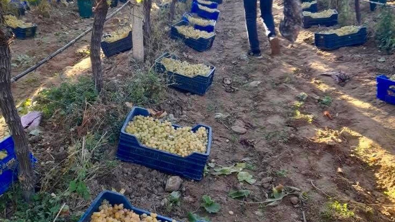 Sarıgöl'de Üzüm Hasadı Devam Ediyor