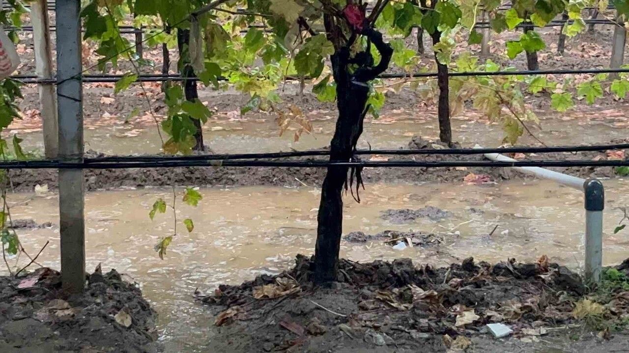 Sarıgöl'de Yağışlar Çiftçileri Sevindiriyor