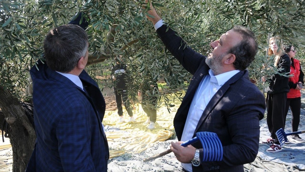 Şarköy'de Zeytin Hasadı Etkinliği Gerçekleşti