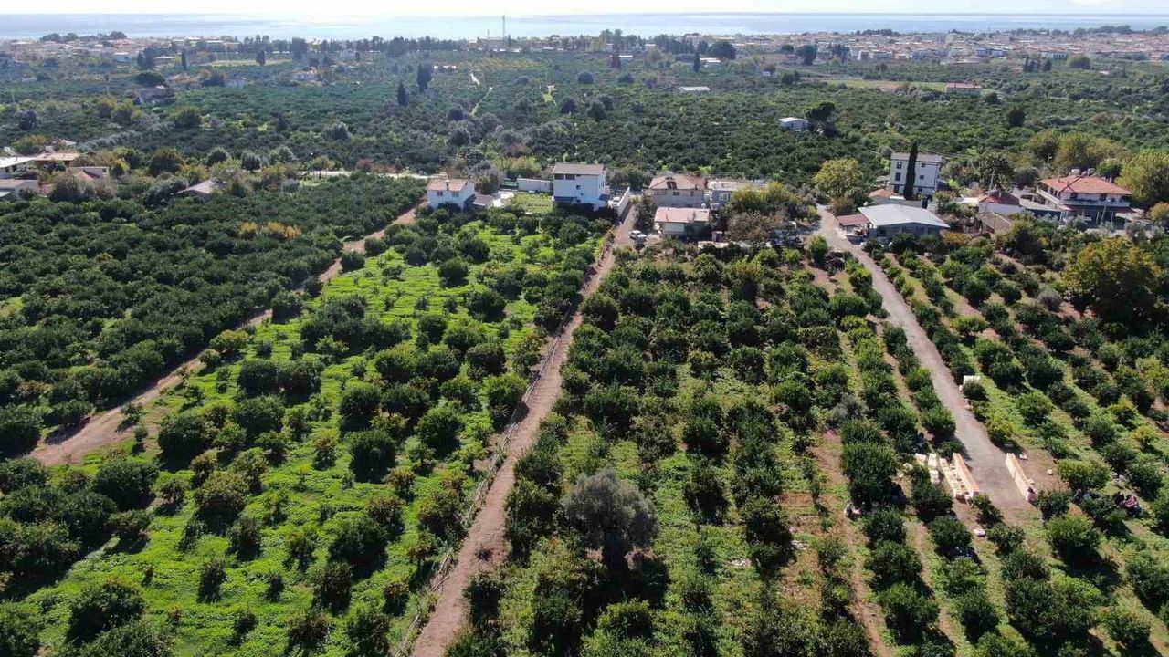 Satsuma Mandalinası Hasadı Başladı